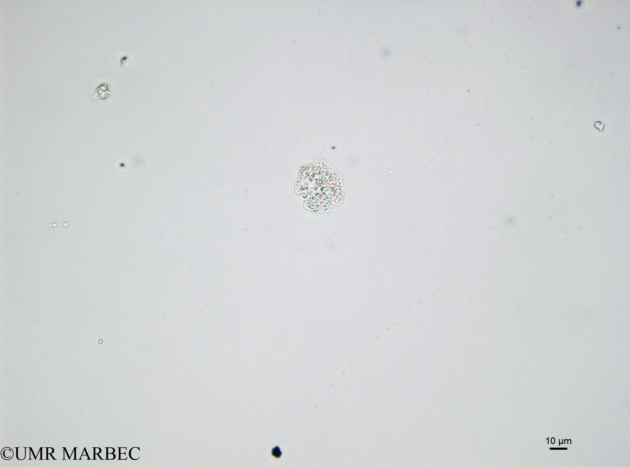 phyto/Bizerte/bizerte_bay/RISCO April 2014/Karenia sp1 (ou Gymnodinium sp -141215_001_ovl -4)(copy).jpg